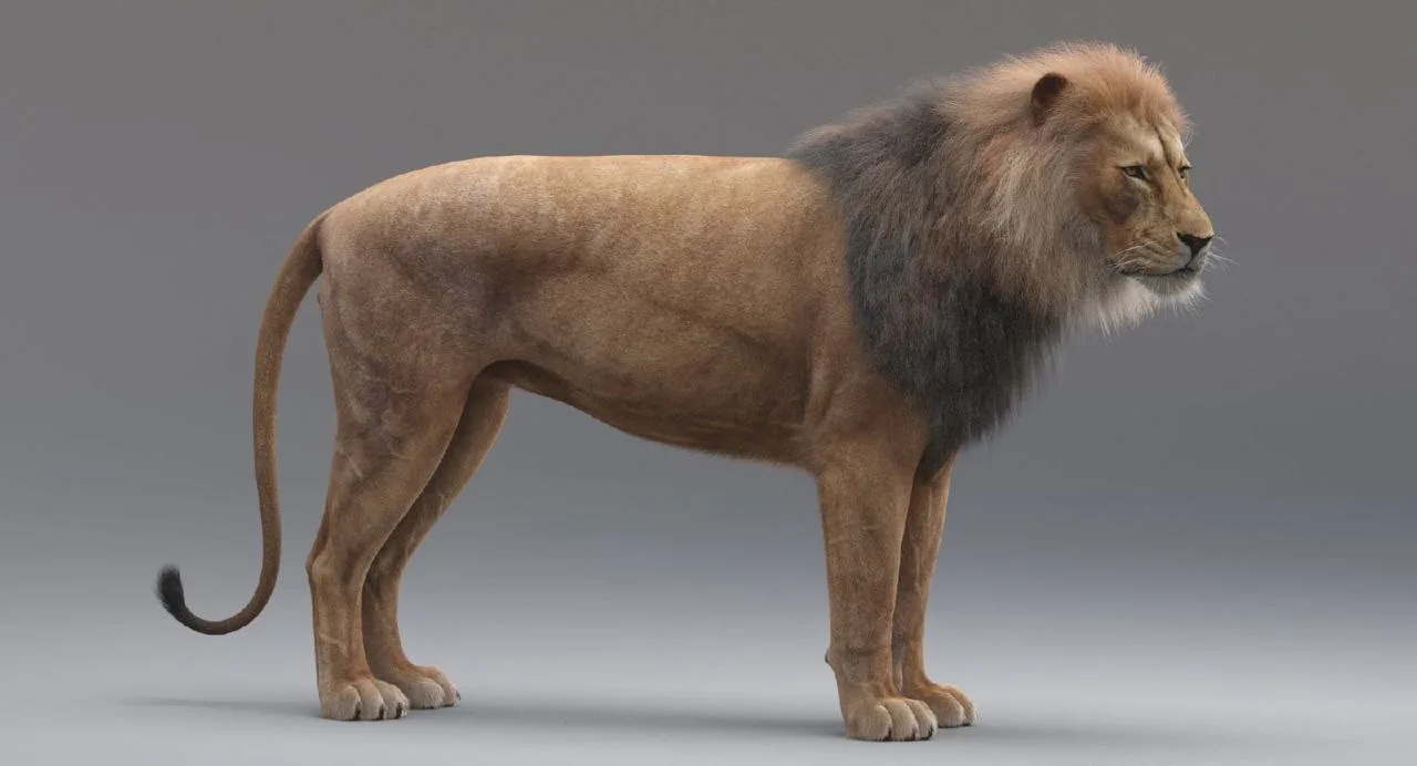 Lion final render